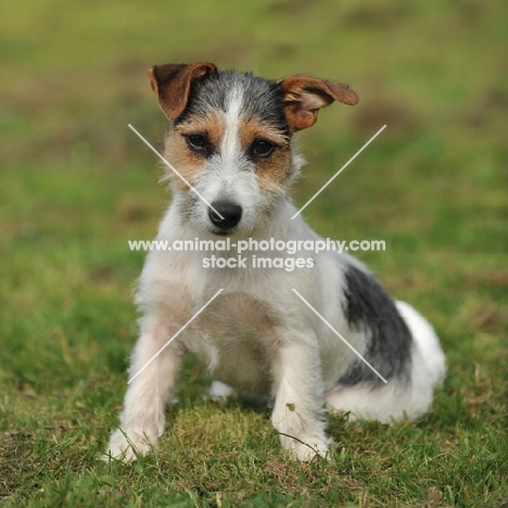 jack russell sat in grass, broken coat