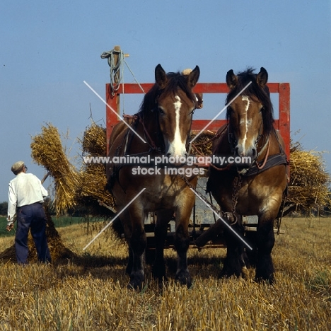 Strauken and La Fille, two Belgians in harness on farm in Denmark