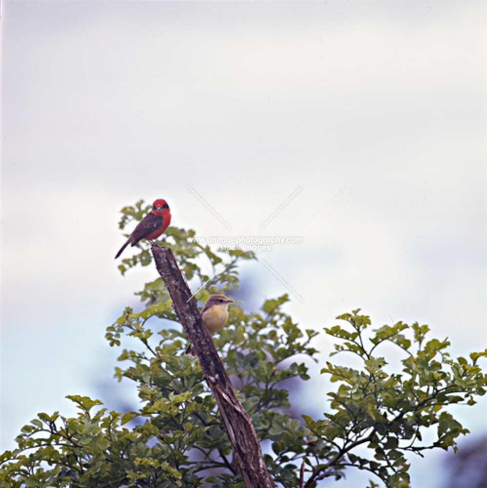 male and female vermillion fly catcher, santa cruz island, galapagos islands