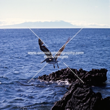 brown pelican taking off from lava rocks on  james bay, galapagos 