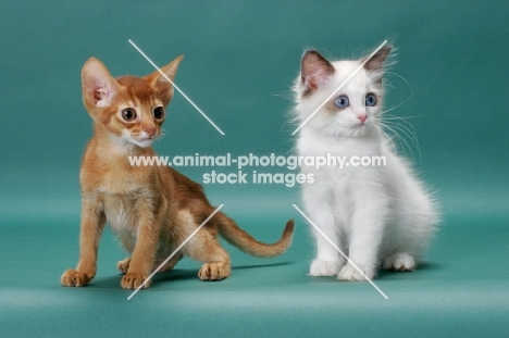 Sorrel (Red) Abyssinian kitten and Ragdoll kitten