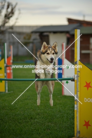 husky mix jumping over obstacle