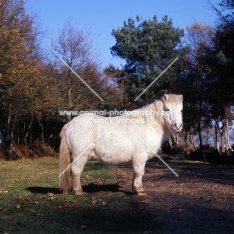 shetland pony in winter with shaggy coat