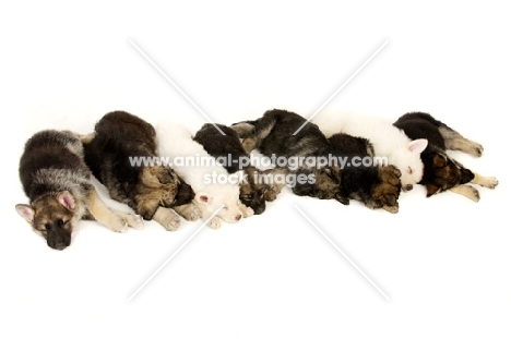 A litter of German Shepherd (aka Alsatian) puppies laid asleep in a row
