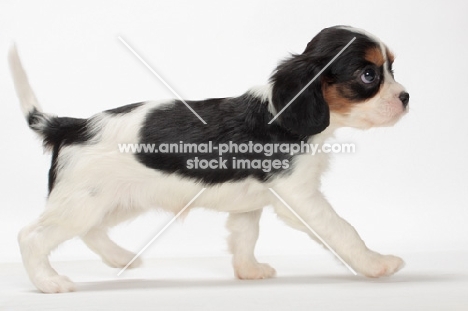 tri coloured Cavalier King Charles Spaniel puppy, walking