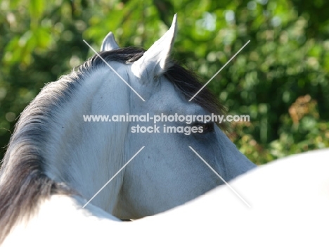 Lusitano back view