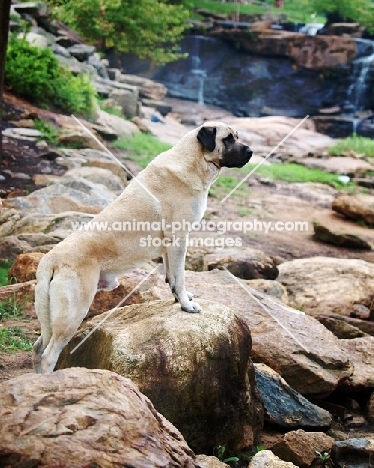 Anatolian Shepherd Dog on rocks