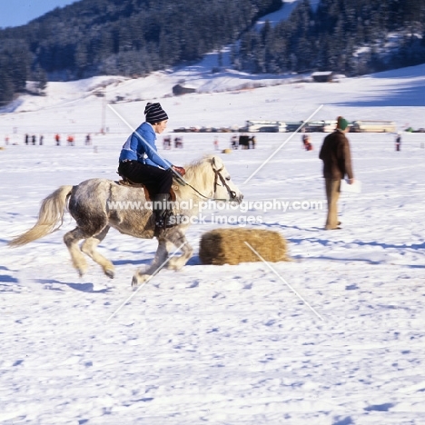 shetland pony with child rider racing in austria