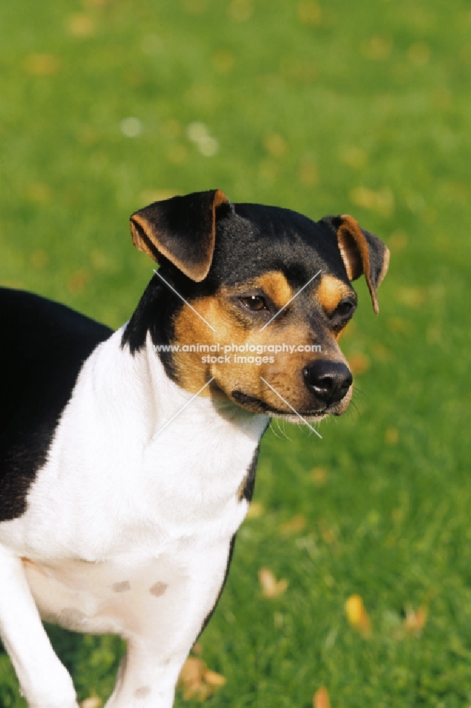 Brazlian Terrier looking away