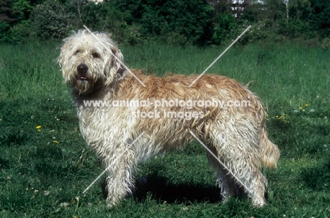 Labradoodle on grass, side view