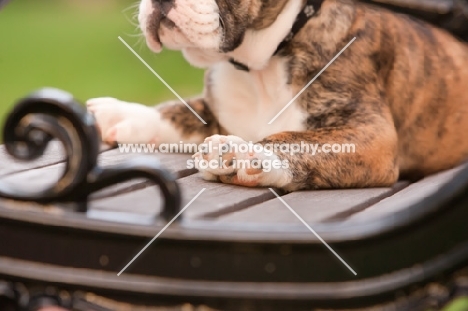 Bulldog on bench