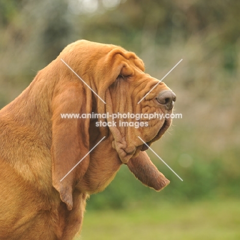 Bloodhound profile