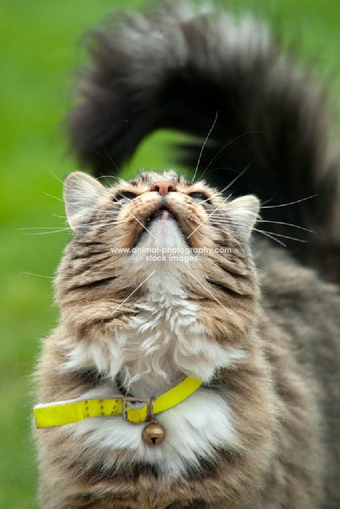 longhaired tabby cat looking up