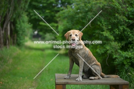 dirty yellow labrador retriever sitting on a wooden table in a forest scenery