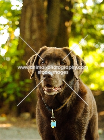 chocolate Labrador Retriever