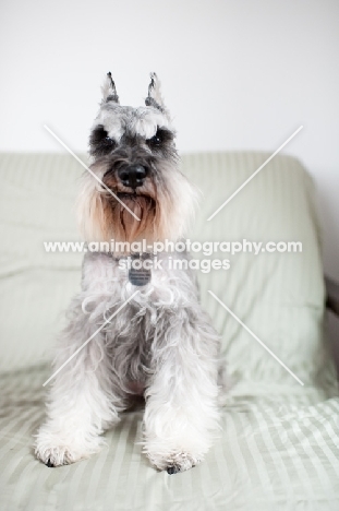 Salt and pepper Miniature Schnauzer sitting on futon.