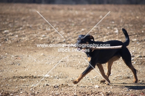 black and tan dog walking in a field with a big stick in its mouth