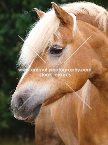 Haflinger