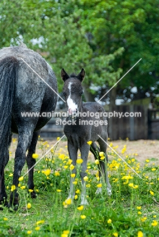two falabella horses in green field