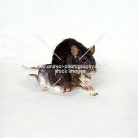 berkshire pet rat with baby, both eating holding food in front paws