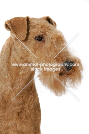 Lakeland Terrier, Australian Grand Champion multi best in show winner