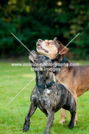 Staffie and Staffie x playing in garden