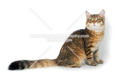 golden tiger Siberian cat