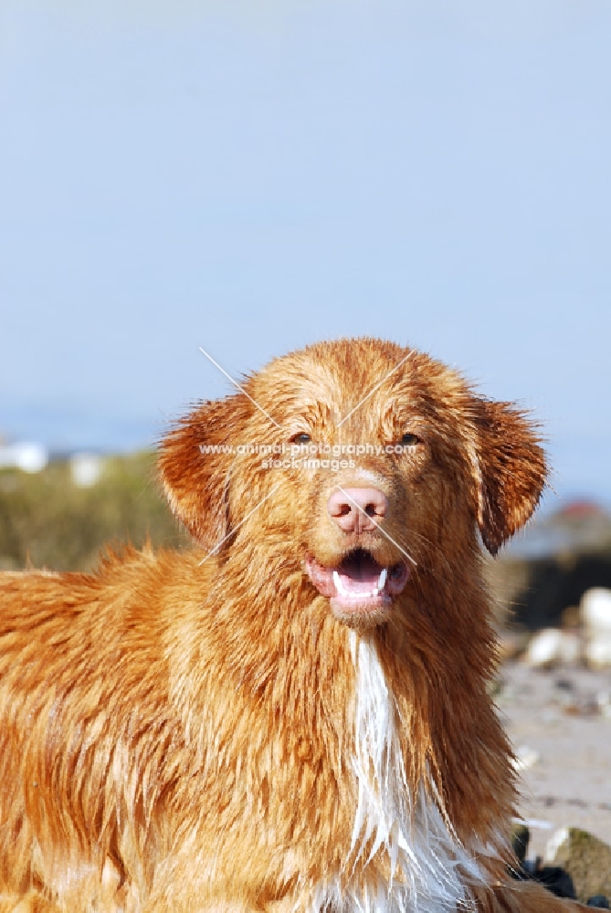 nova scotia duck tolling retriever, looking at camera