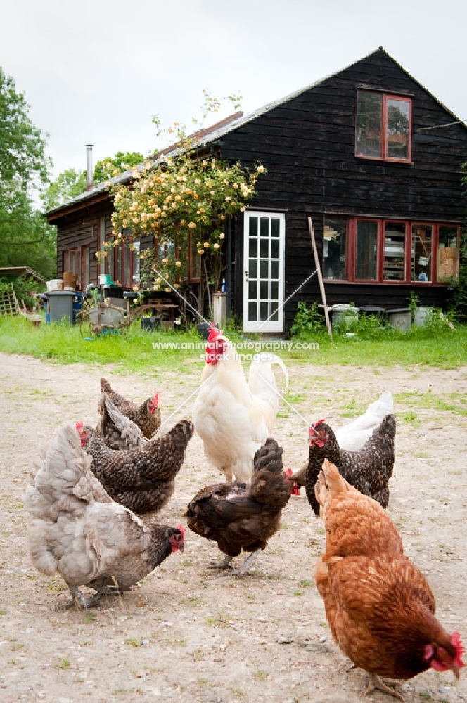 Cockerel and hens, eating in front of farm house