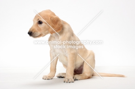 Saluki puppy