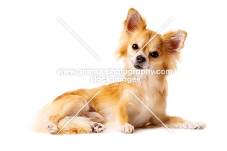 Long Haired Chihuahua isolated on a white background