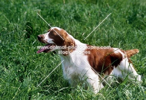 welsh springer spaniel, eager to work, standing in long grass