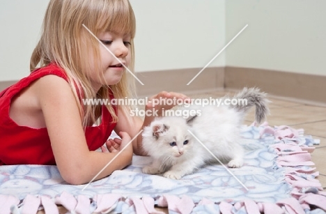 girl lying down with Ragdoll kitten