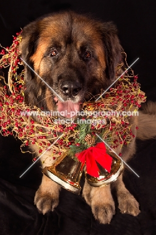 Leonberger in Christmas decoration