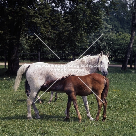 German Arab mare with foal suckling at marbach,