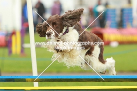 English Springer Spaniel juming at trial