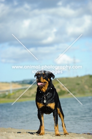 Rottweiler near water