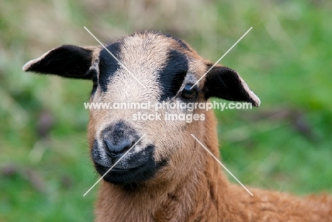 young blackbelly sheep