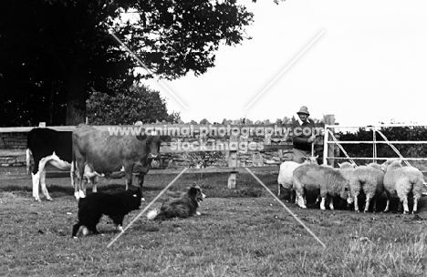 border collie and cross bred dog herding sheep 