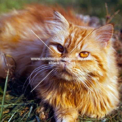red tabby long hair cat