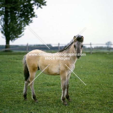 konik pony foal in poland