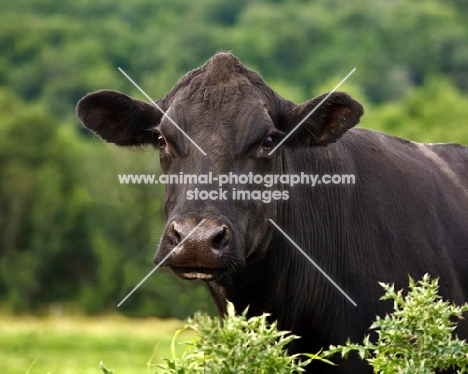 Head and shoulders shot of Black Angus Cow looking at Camera.
