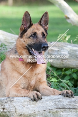 German Shepherd Dog (Alsatian) on log