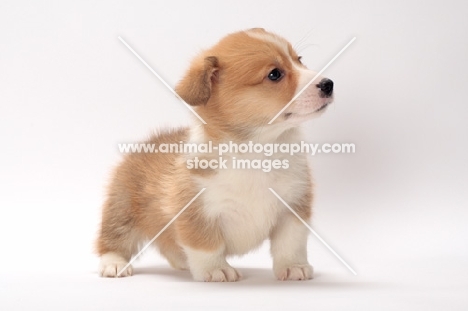 Welsh Corgi Pembroke puppy