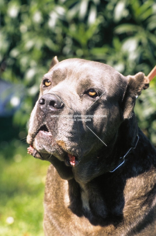 champion Cane Corso with cropped ears