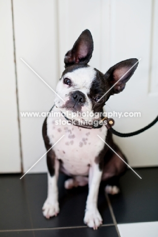 Boston Terrier on lead sitting indoors.