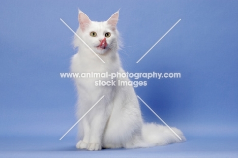 11 month old white Maine Coon, licking lips