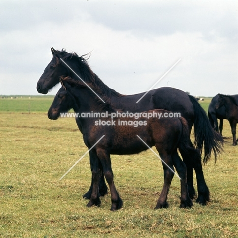 Friesian mare standing with foal in Holland