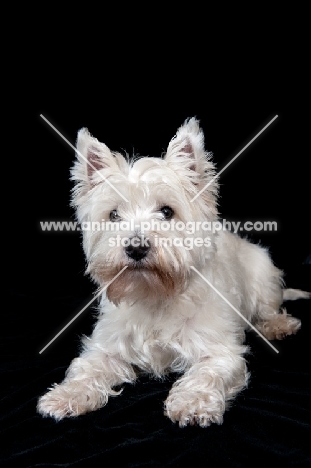 West Highland White Terrier on black background