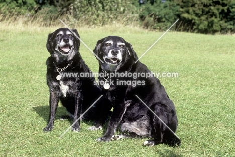 two elderly mongrel dogs, one fat